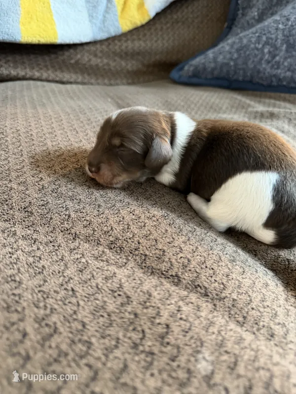 Comet – Miniature Dachshund puppy for sale in Quincy, FL