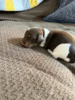 Comet, a male Miniature Dachshund for sale in Quincy, FL – 1 of 6