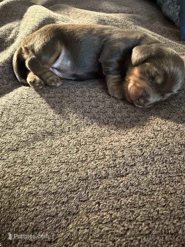Brownie – Miniature Dachshund puppy for sale in Quincy, FL