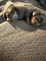 Brownie, a female Miniature Dachshund for sale in Quincy, FL – 1 of 2