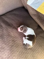 Patches, a female Miniature Dachshund for sale in Quincy, FL – 5 of 5