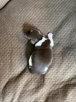 Comet, a male Miniature Dachshund for sale in Quincy, FL – 4 of 6