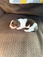 Patches, a female Miniature Dachshund for sale in Quincy, FL – 2 of 5
