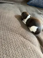 Comet, a male Miniature Dachshund for sale in Quincy, FL – 5 of 6