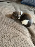 Comet, a male Miniature Dachshund for sale in Quincy, FL – 3 of 6