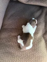 Patches, a female Miniature Dachshund for sale in Quincy, FL – 4 of 5