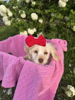 Myrtle, a female Poodle - Miniature  for sale in Creal Springs, IL – Photo 2 of 4