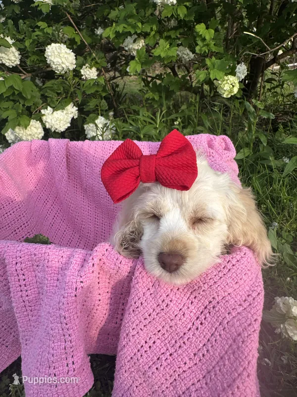 Myrtle – Poodle - Miniature  puppy for sale in Creal Springs, IL