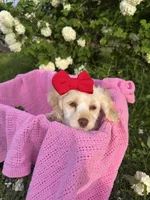 Myrtle, a female Poodle - Miniature  for sale in Creal Springs, IL – Photo 3 of 4