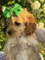 Dee Dee, a male Cockapoo for sale in Creal Springs, IL – Photo 3 of 3