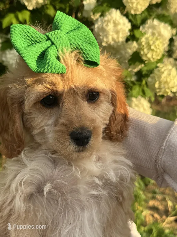 Dee Dee – Cockapoo puppy for sale in Creal Springs, IL