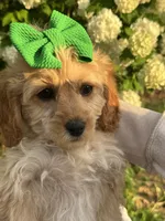 Dee Dee, a male Cockapoo for sale in Creal Springs, IL – Photo 1 of 3