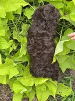 Coco, a male Cockapoo for sale in Marion, IL – 3 of 5