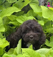 Coco, a male Cockapoo for sale in Marion, IL – 2 of 5