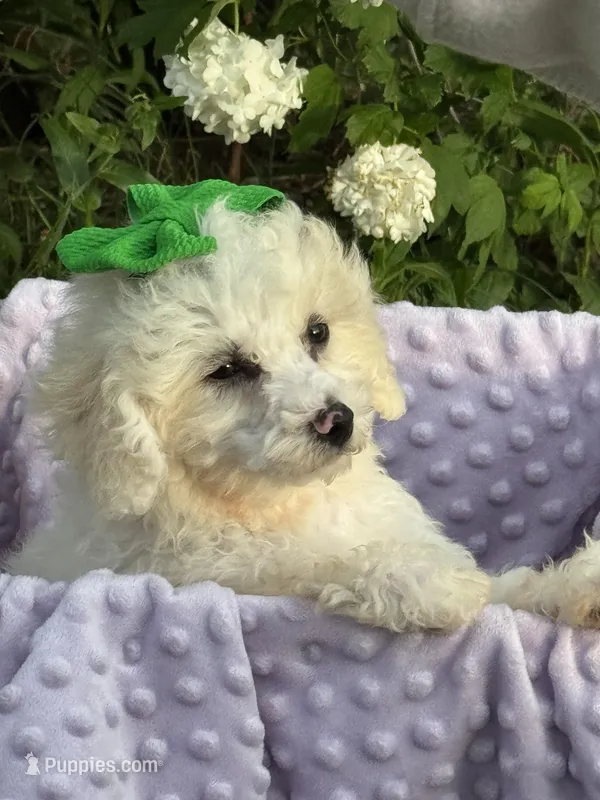 Peanut – Poodle - Miniature  puppy for sale in Creal Springs, IL