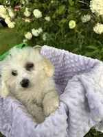 Peanut, a female Poodle - Miniature  for sale in Creal Springs, IL – Photo 3 of 3