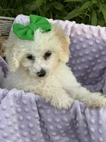 Peanut, a female Poodle - Miniature  for sale in Creal Springs, IL – Photo 2 of 3