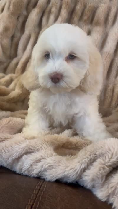 Cutie pie, a female Cockapoo for sale in Marion, IL – 2 of 2