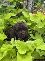 Coco, a male Cockapoo for sale in Marion, IL – 4 of 5