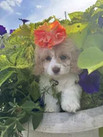Patches, a female Cockapoo for sale in Marion, IL – 4 of 4