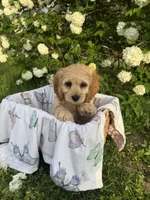 Bernie, a male Cockapoo for sale in Creal Springs, IL – Photo 3 of 3