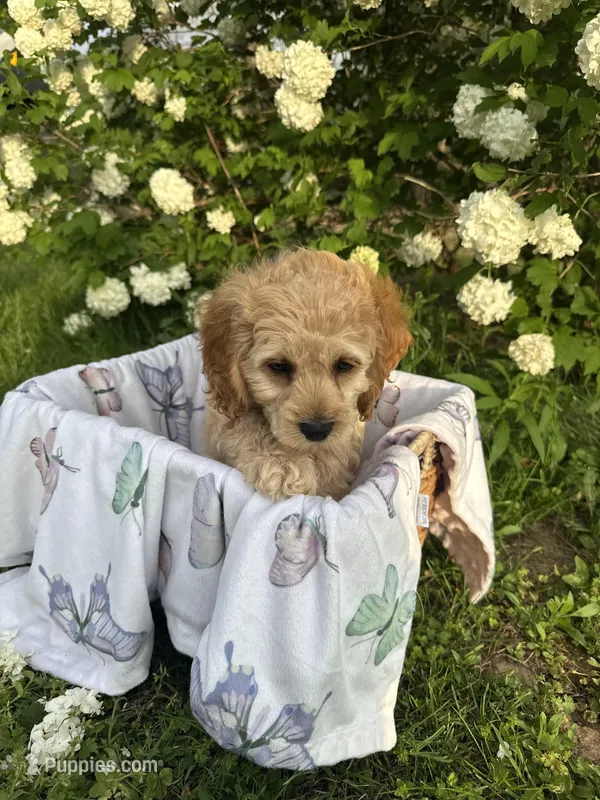 Bernie – Cockapoo puppy for sale in Creal Springs, IL