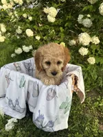 Bernie, a male Cockapoo for sale in Creal Springs, IL – Photo 1 of 3