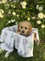 Bernie, a male Cockapoo for sale in Creal Springs, IL – Photo 2 of 3