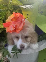 Patches, a female Cockapoo for sale in Marion, IL – 3 of 4