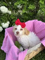 Savannah, a female Poodle - Miniature  for sale in Creal Springs, IL – Photo 2 of 2