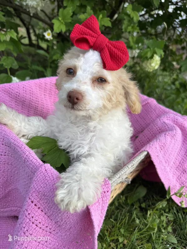 Savannah – Poodle - Miniature  puppy for sale in Creal Springs, IL