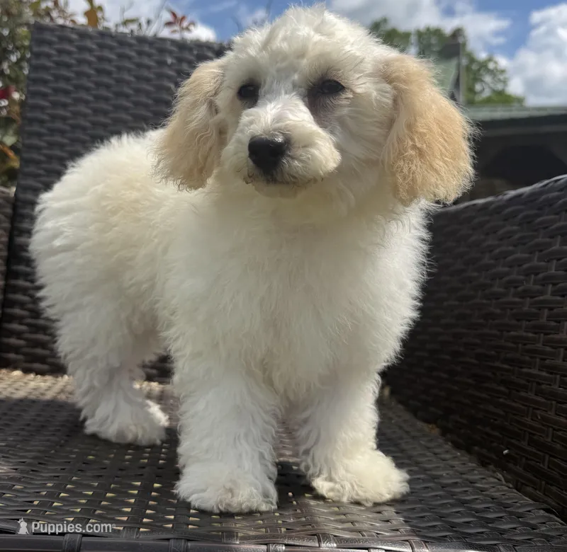 Savannah – Poodle - Miniature  puppy for sale in Creal Springs, IL