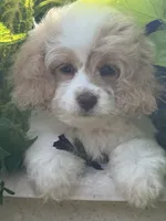 Patches, a female Cockapoo for sale in Marion, IL – 2 of 4