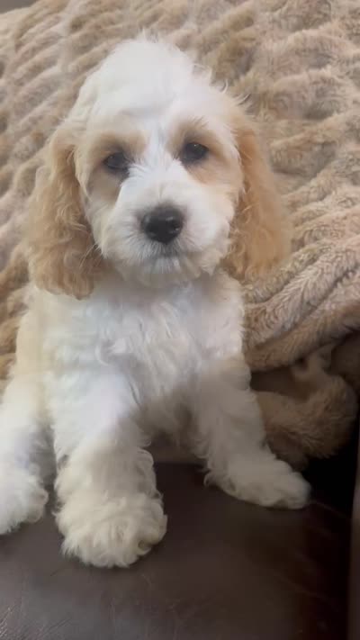 Bernie, a male Cockapoo for sale in Marion, IL – 2 of 2