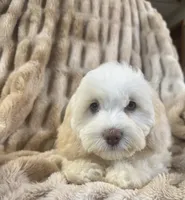 Cutie pie, a female Cockapoo for sale in Marion, IL – 1 of 2