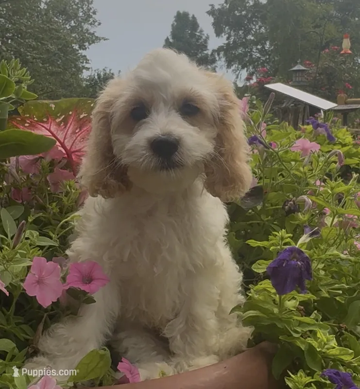 Bernie – Cockapoo puppy for sale in Marion, IL
