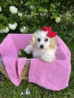 Cutie pie, a female Poodle - Miniature  for sale in Creal Springs, IL – Photo 3 of 3