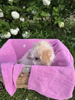 Cutie pie, a female Poodle - Miniature  for sale in Creal Springs, IL – Photo 1 of 3