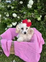 Cutie pie, a female Poodle - Miniature  for sale in Creal Springs, IL – Photo 2 of 3