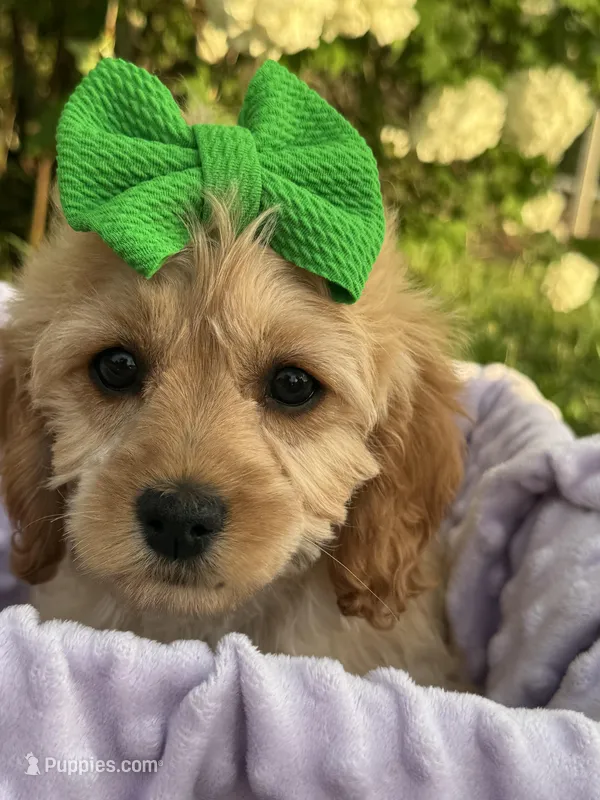 Cindy – Cockapoo puppy for sale in Creal Springs, IL