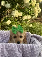 Cindy, a male Cockapoo for sale in Creal Springs, IL – Photo 2 of 3