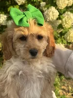 Cindy, a male Cockapoo for sale in Creal Springs, IL – Photo 3 of 3