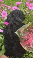 Scooter, a male Cockapoo for sale in Marion, IL – 2 of 4