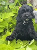 Scooter, a male Cockapoo for sale in Marion, IL – 3 of 4