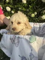 Lacey, a male Cockapoo for sale in Creal Springs, IL – Photo 2 of 3