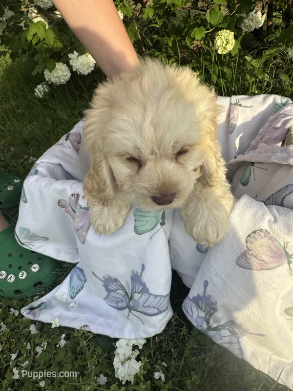 Lacey – Cockapoo puppy for sale in Creal Springs, IL