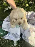Lacey, a male Cockapoo for sale in Creal Springs, IL – Photo 1 of 3