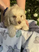Lacey, a male Cockapoo for sale in Creal Springs, IL – Photo 3 of 3