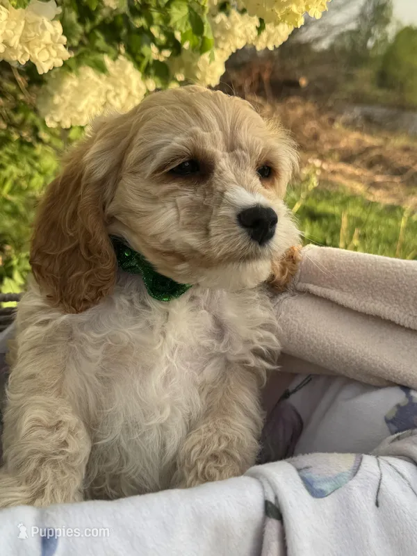Bernie – Cockapoo puppy for sale in Creal Springs, IL