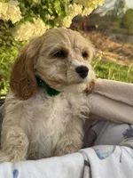 Bernie, a male Cockapoo for sale in Creal Springs, IL – Photo 1 of 4